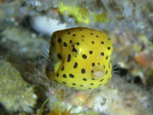レアものミナミハコフグの幼魚