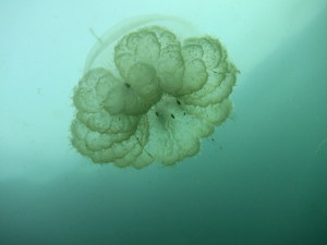 IMG_0458