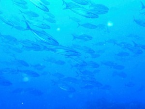 20.07.7-2 - コピー