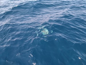 エチゼンクラゲ１
