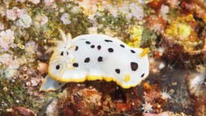 P1010812