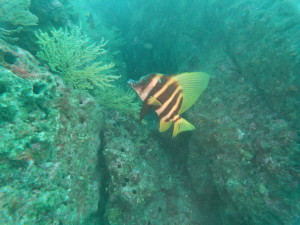 t/sdcard/DCIM/100GOPRO/GOPR0705