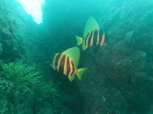 t/sdcard/DCIM/100GOPRO/GOPR0706