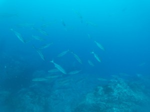 t/sdcard/DCIM/100GOPRO/GOPR0812