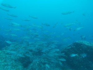t/sdcard/DCIM/100GOPRO/GOPR0867