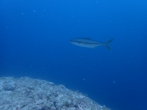 8C5B1369066EC143ABA0DA0D70D645B393E99F76