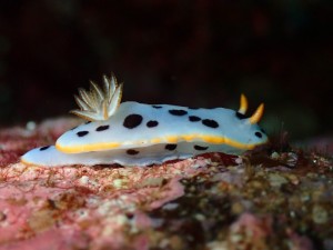 P7130020