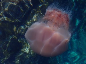 P8030045