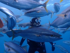 サメ・ハマチ・エイその他